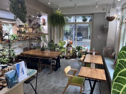 Vittaria Café 書帶蕨