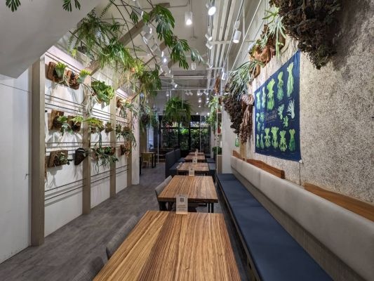 Vittaria Café 書帶蕨